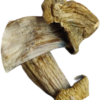 penis envy mushroom strain