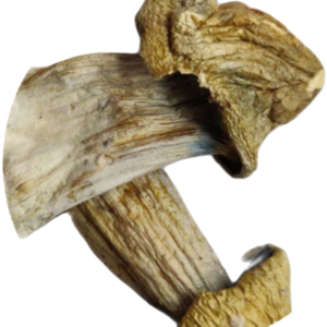 penis envy mushroom strain